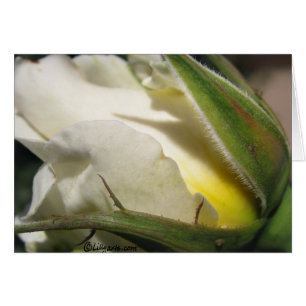 White Rose Bud Card
