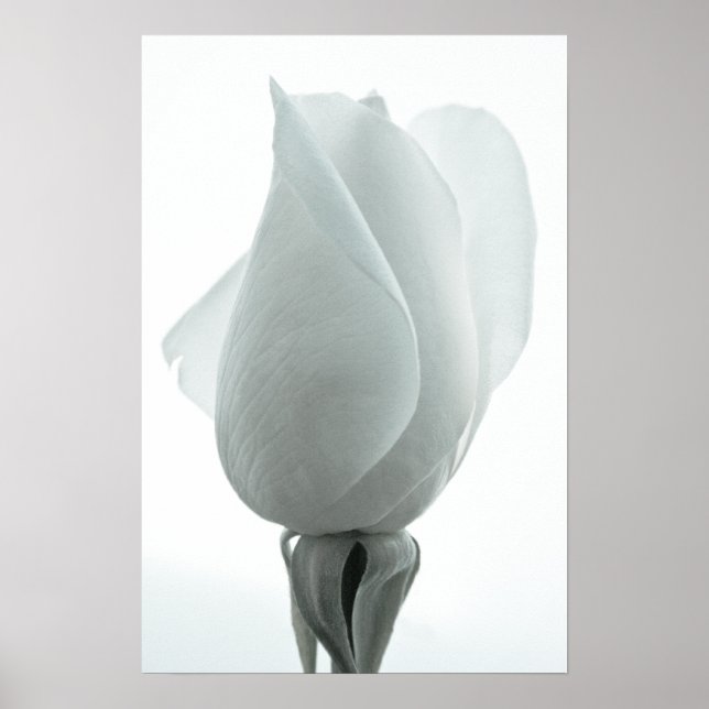White rose bud ... poster (Front)