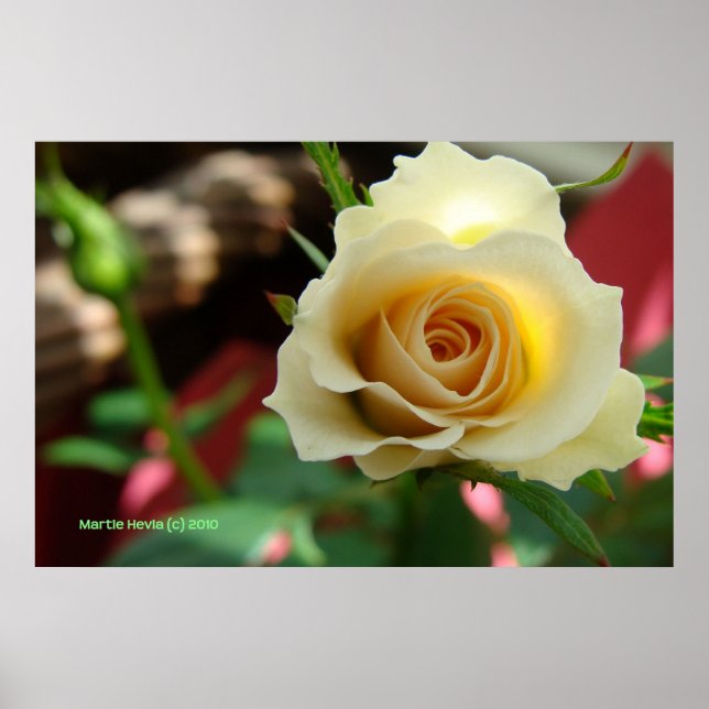White Rose Bud Print/Poster - Select Your Frame Poster (Front)