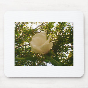 White Rose Budding Bloom Mouse Pad