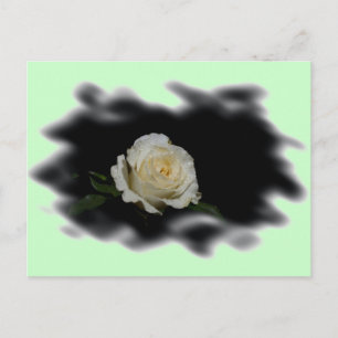 White Rose Burned Edges Postcard