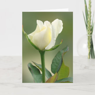 White Rose Card