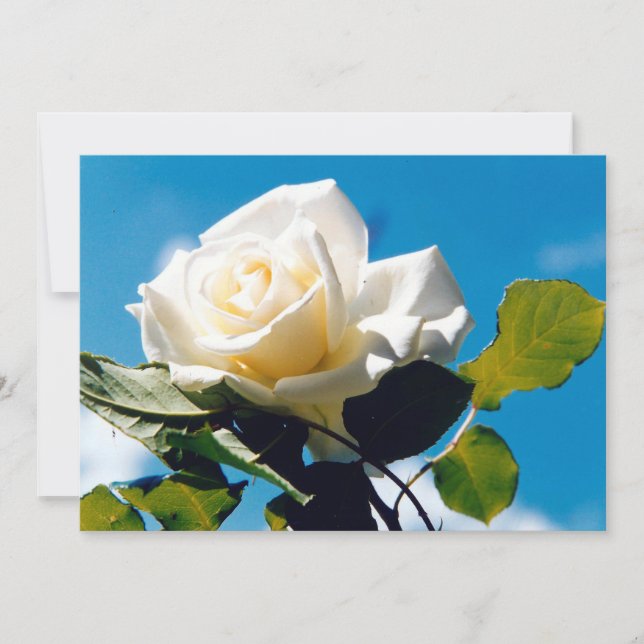 White rose - Celebrating Life  Holiday Card (Front)