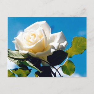 White rose - Celebrating Life Postcard