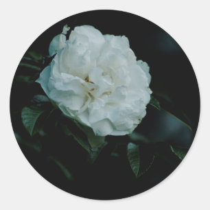 White Rose Classic Round Sticker