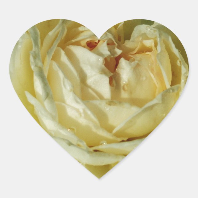 White Rose, Cream Flowers, Elegant Floral Heart Sticker (Front)