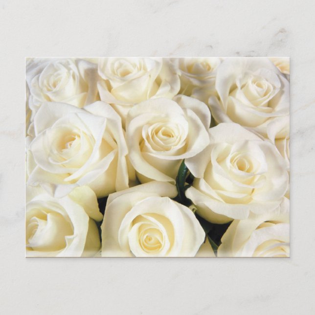 White Rose Elegance Postcard (Front)