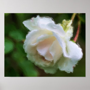 White Rose Flower Art  Poster