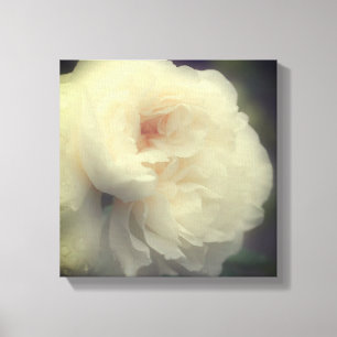 White Rose Flower In Bloom Canvas Print