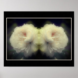 White Rose Flower In Bloom Mirror Abstract Poster