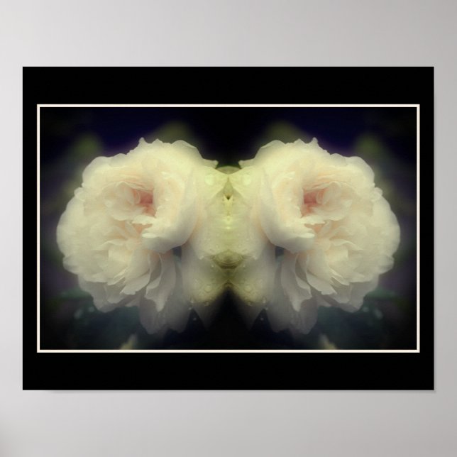 White Rose Flower In Bloom Mirror Abstract Poster (Front)