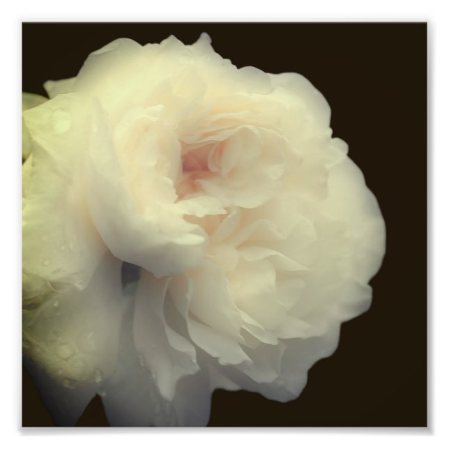 White Rose Flower In Full Bloom 8x8 Photo Print (Front)