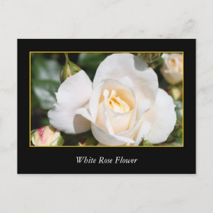white rose flower, love and romance postcard