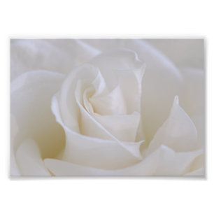 White Rose Flower Photo Print