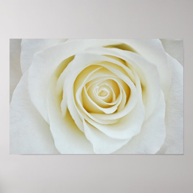 White rose flower Poster (Front)