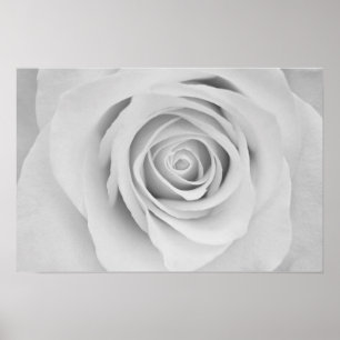 White rose flower Poster