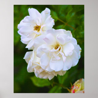 White Rose in bloom Poster