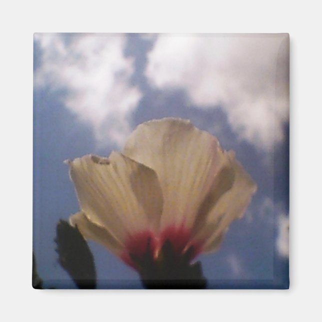 White Rose in the Cloudy Blue Sky Magnet (Front)