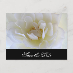 White Rose Macro Announcement Postcard