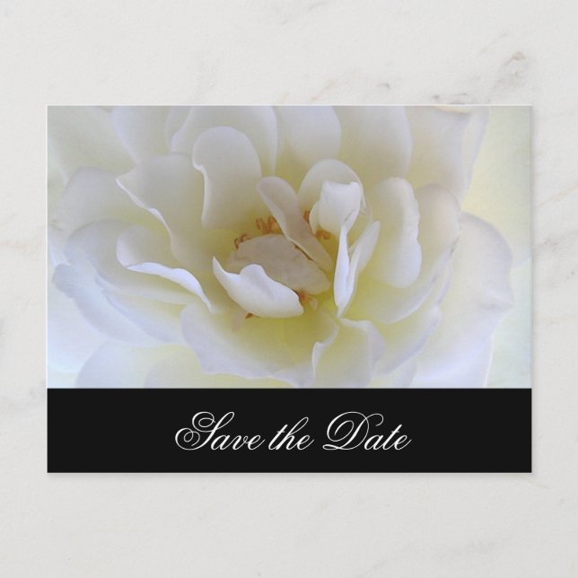 White Rose Macro Announcement Postcard (Front)