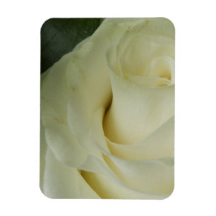 White Rose Magnet