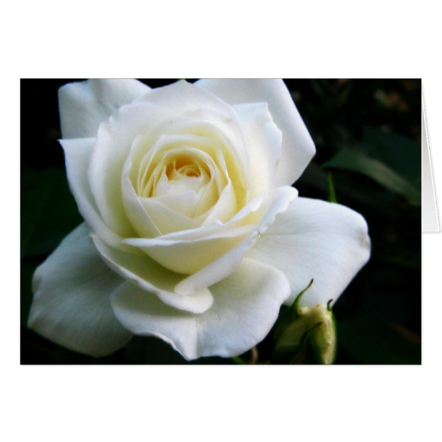 White Rose Note Card (Front Horizontal)