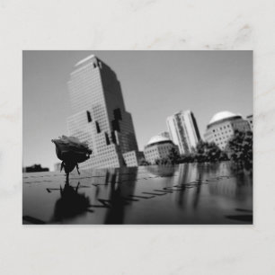 White rose of remembrance postcard