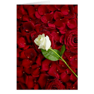 White Rose On Red Petals
