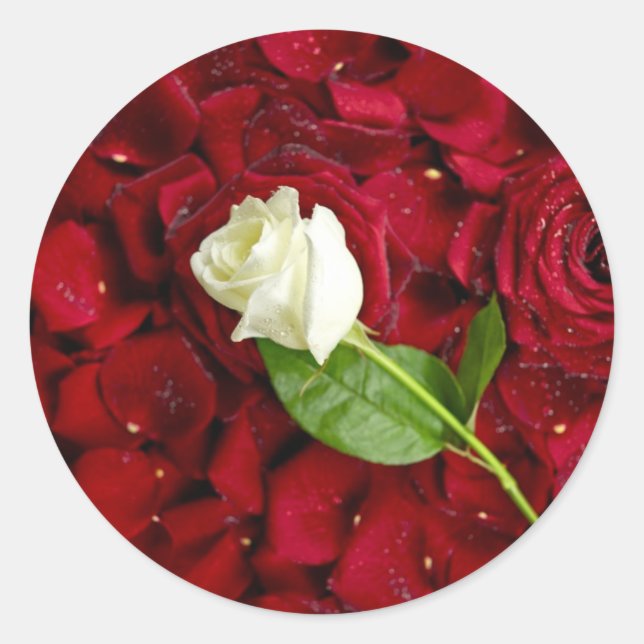White Rose On Red Petals Classic Round Sticker (Front)