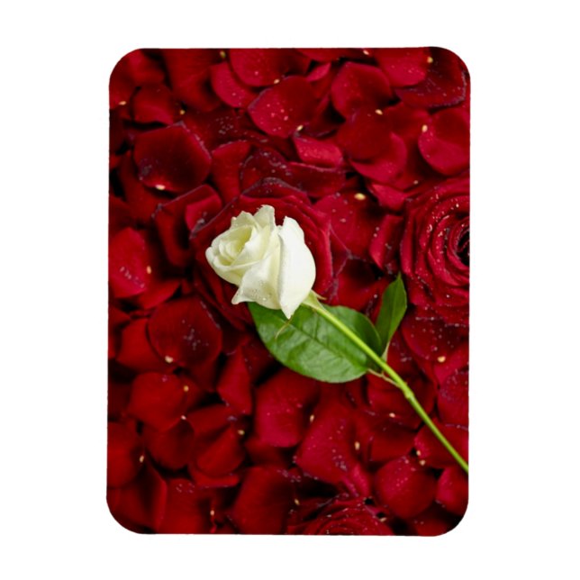 White Rose On Red Petals Magnet (Vertical)