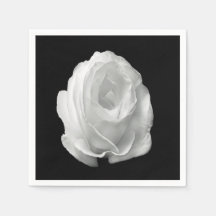 white-rose-on-the-black-background