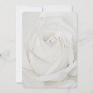 white Rose Petals Card