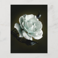 White Rose Photo On Black Background