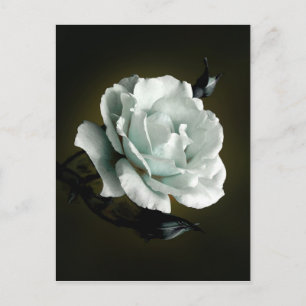 White Rose Photo On Black Background Postcard