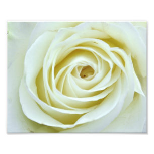 White Rose Photo Print