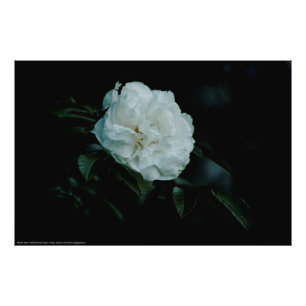 White Rose Photo Print