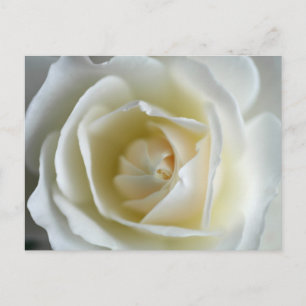White Rose Photograph Postcard