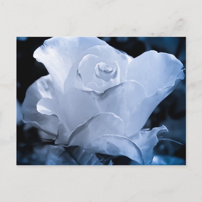 White Rose Postcard (Front)