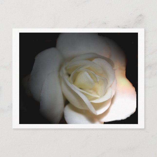 white rose postcard (Front)