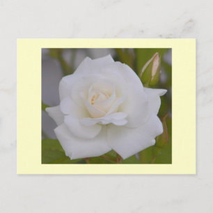 White Rose Postcard