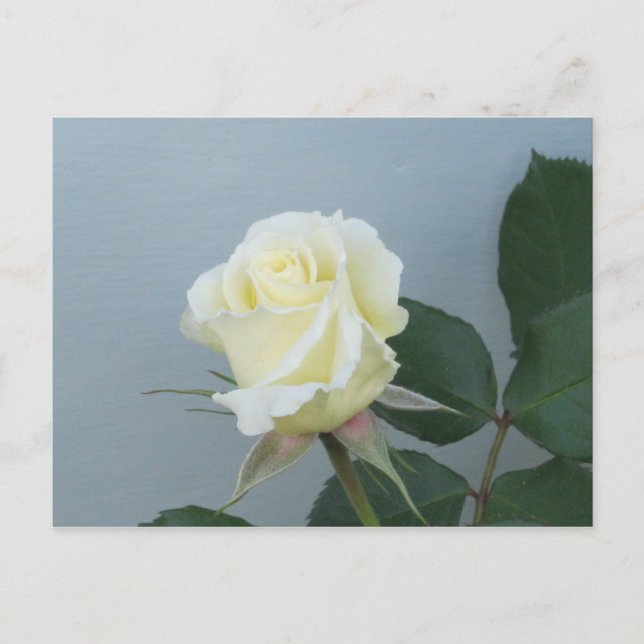 White Rose Postcard (Front)