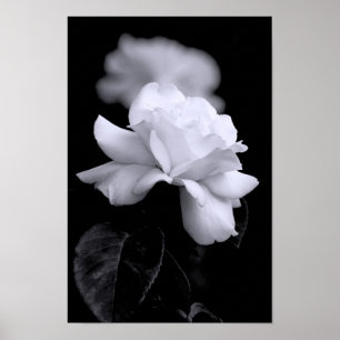 White Rose Poster