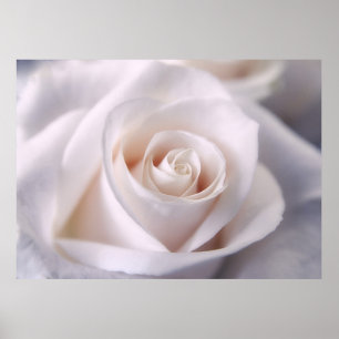 White Rose Poster