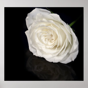 White rose poster