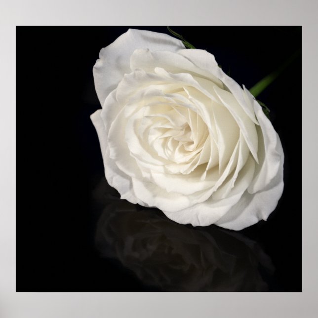 White rose poster (Front)