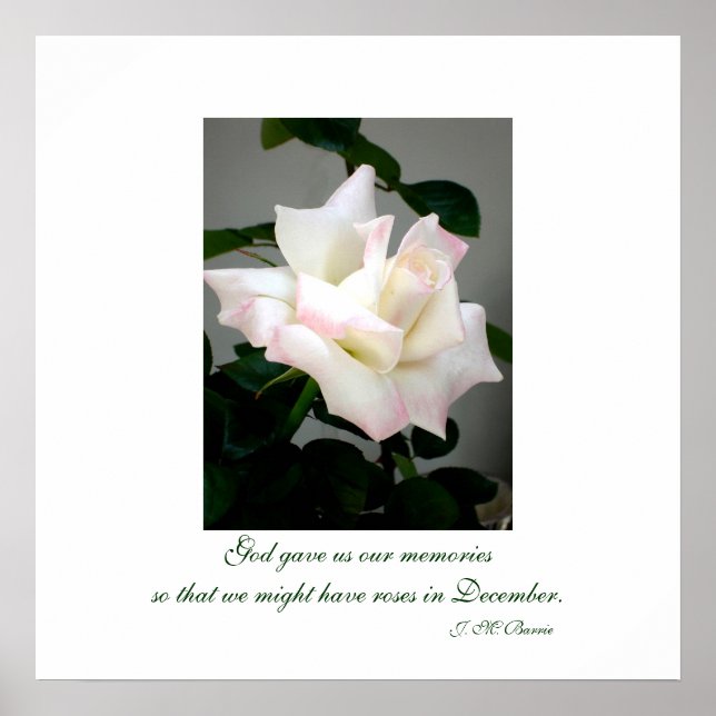 White Rose Poster/Print Poster (Front)