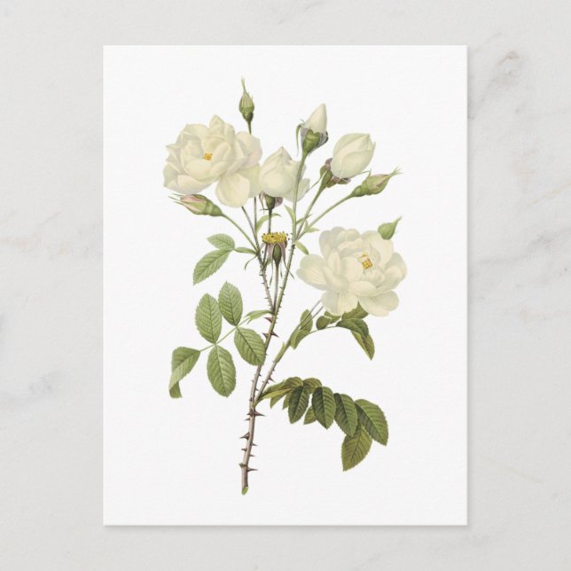 white rose(Rosa campanulata alba) by Redouté Postcard (Front)