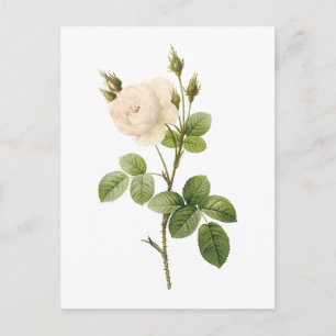 white rose(Rosa campanulata alba) by Redouté Postcard