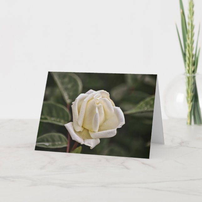 White Rose Scripture Card Proverbs 3 (Front)