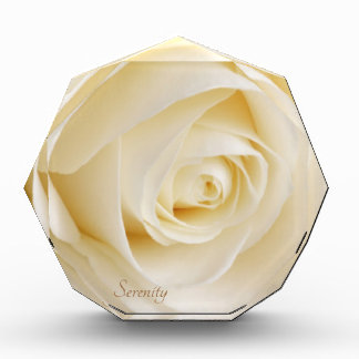 White Rose Serenity Beautiful Flower Rosebud Photo Block